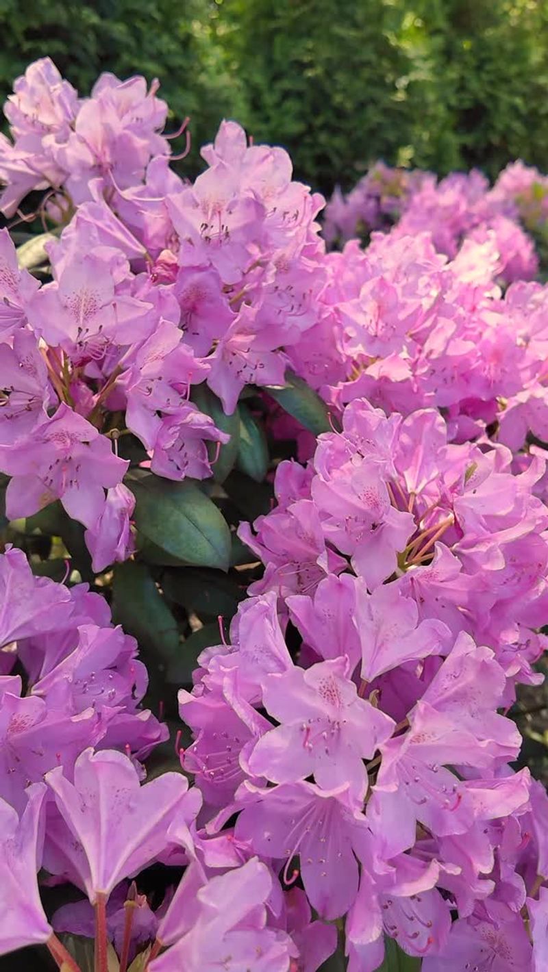 Showy Rhododendrons