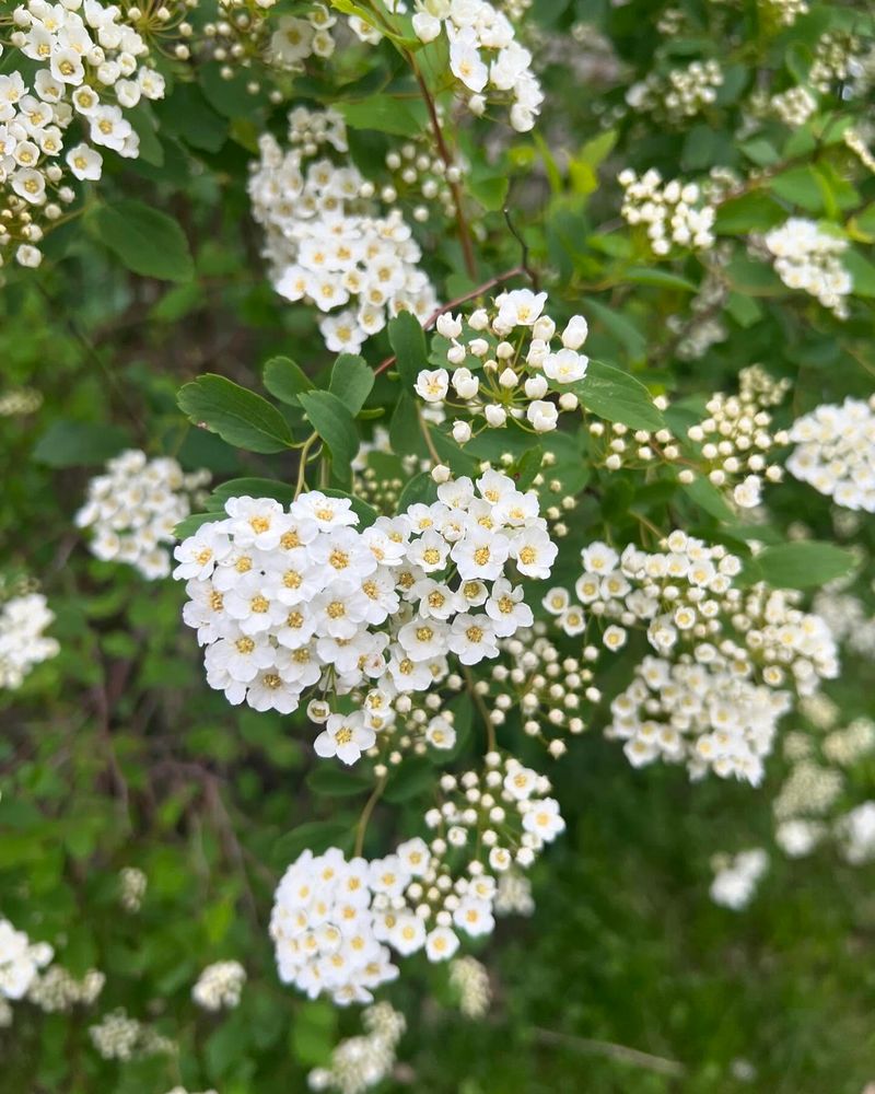 Spirea