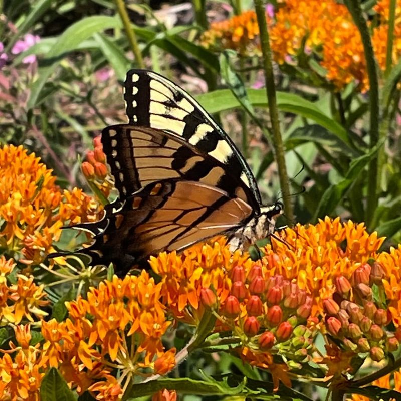 Milkweed (Asclepias)