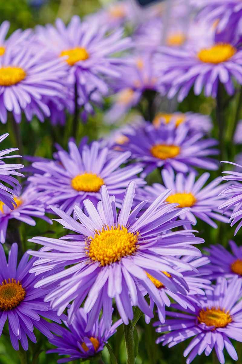 Native Asters