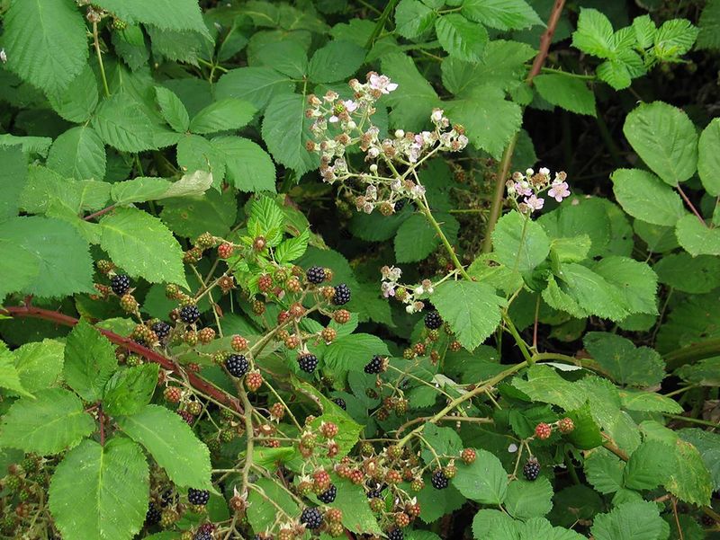 Native Plant Destruction