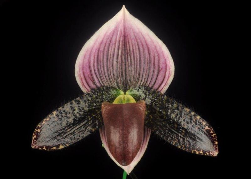Colombia's Hypnotic Orchid