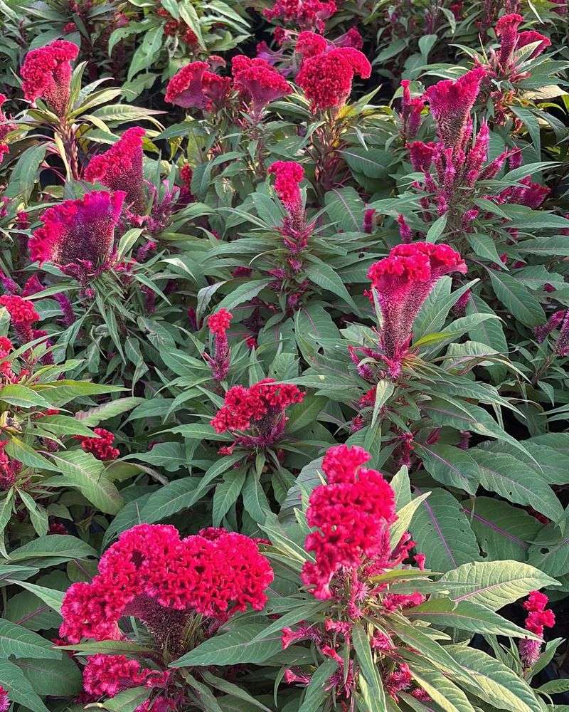 Celosia