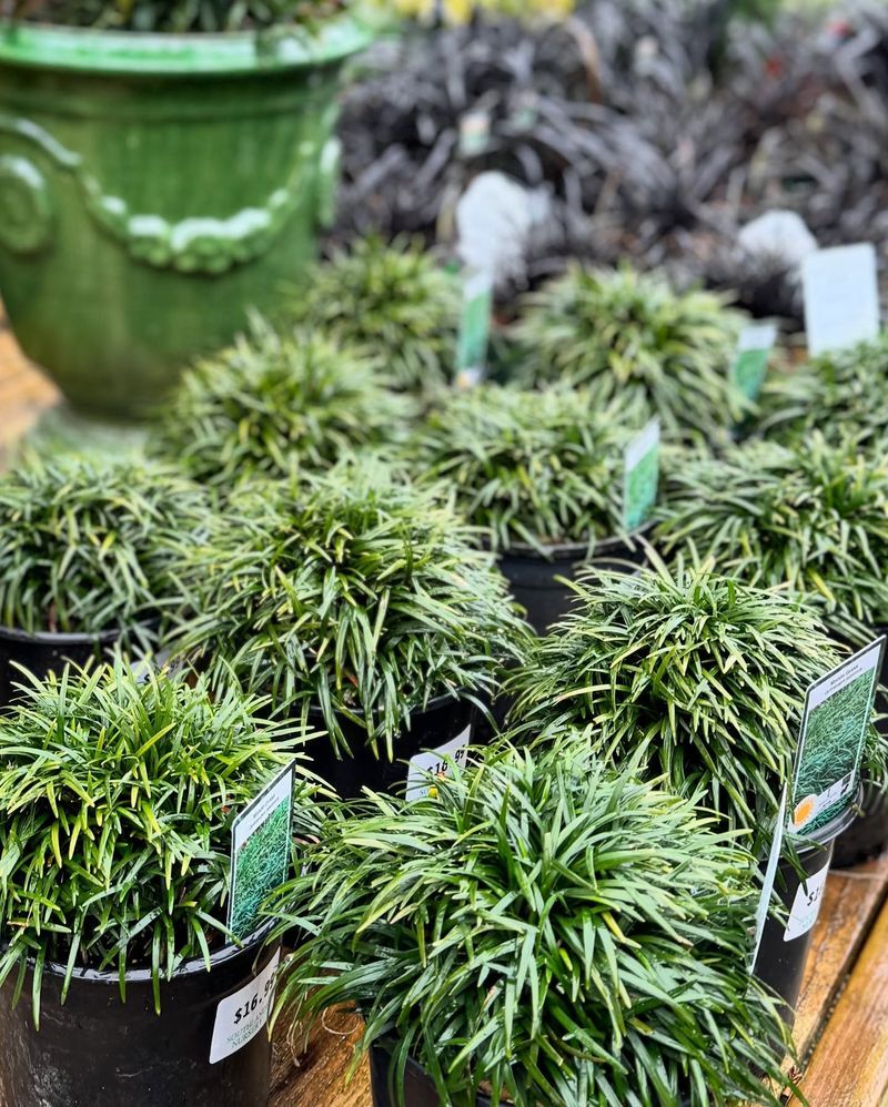 Mondo Grass