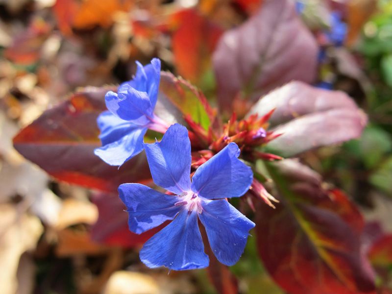 Dwarf Plumbago