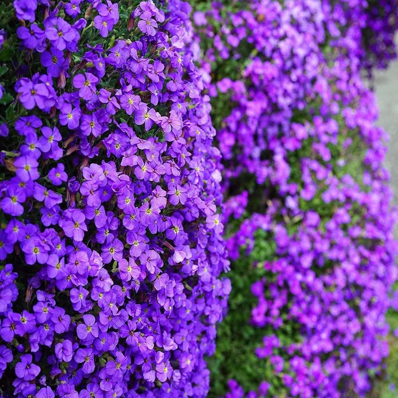 Aubrieta (Rock Cress)