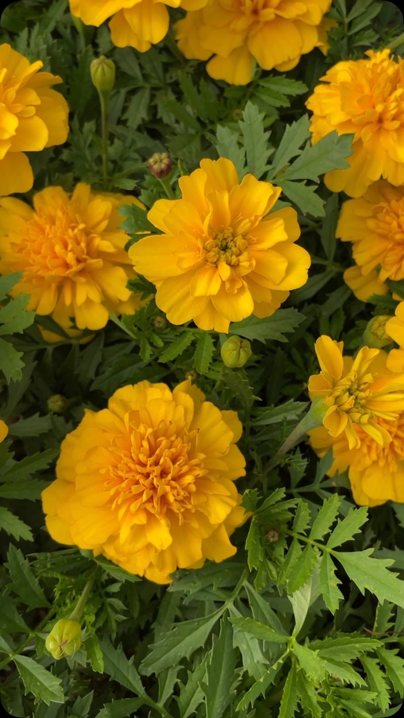 Marigolds