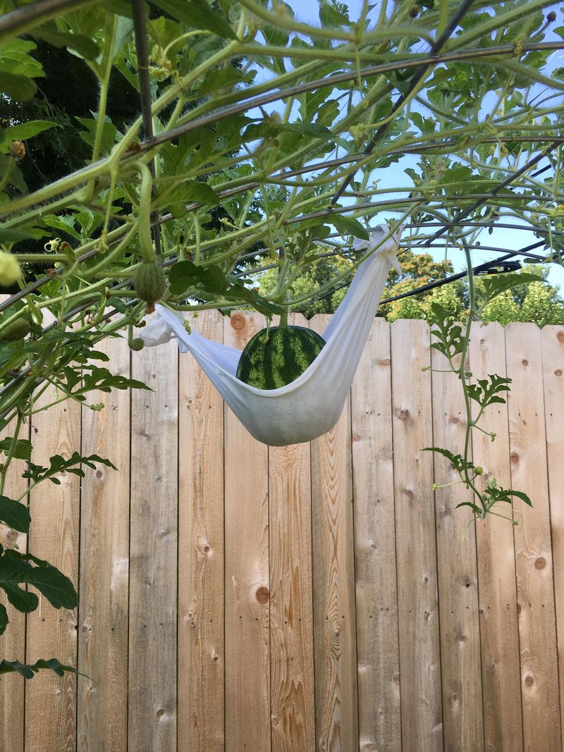 Vertical Growing With Pantyhose Hammocks