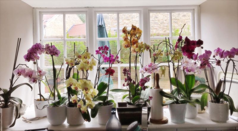 Orchid Spotlight Station