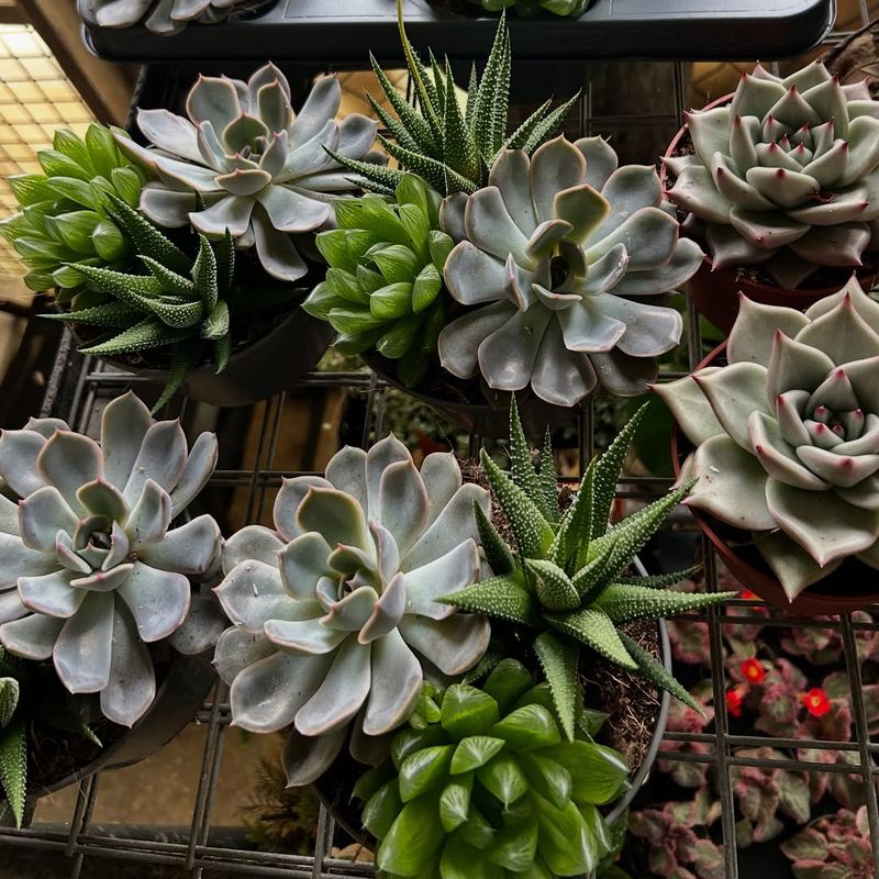 Picture Frame Gardens
