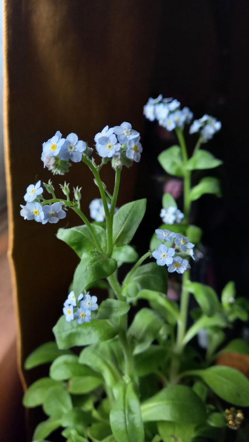 Forget-Me-Not
