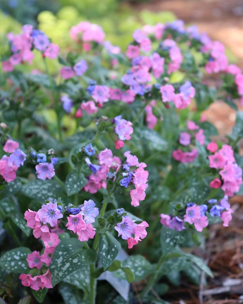 Lungwort (Pulmonaria)