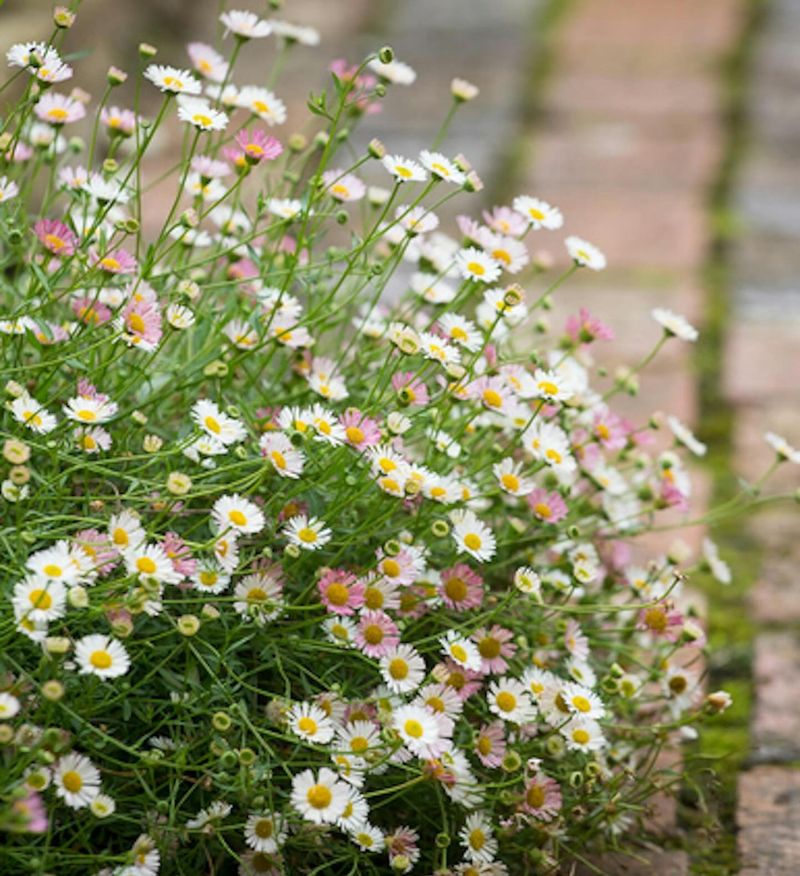 Erigeron