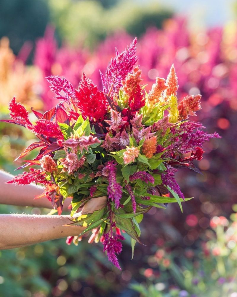 Celosia
