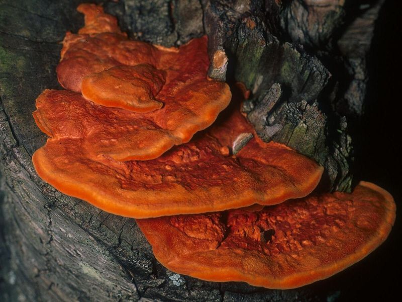 Cinnabar Polypore (Pycnoporus cinnabarinus)
