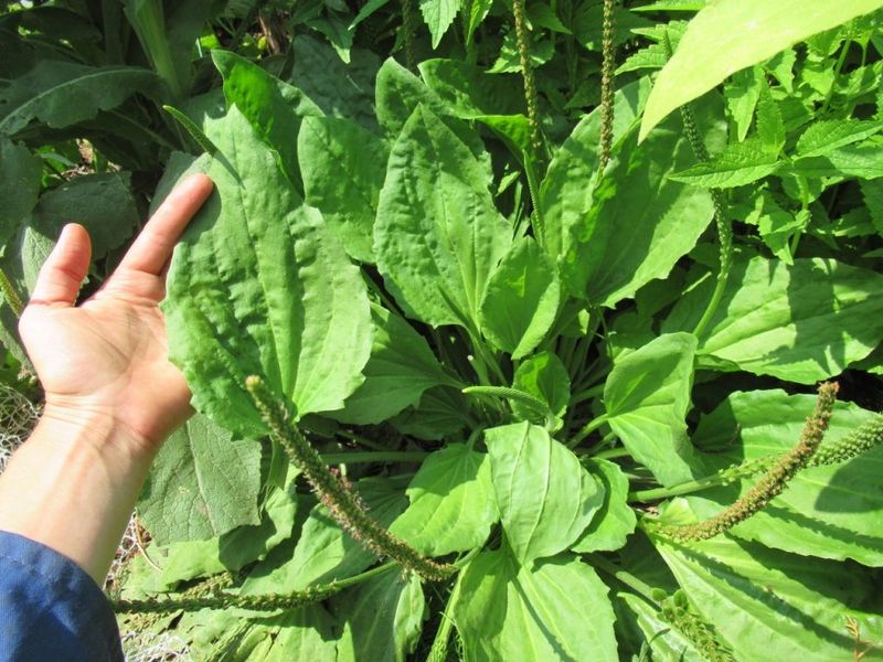 Plantain