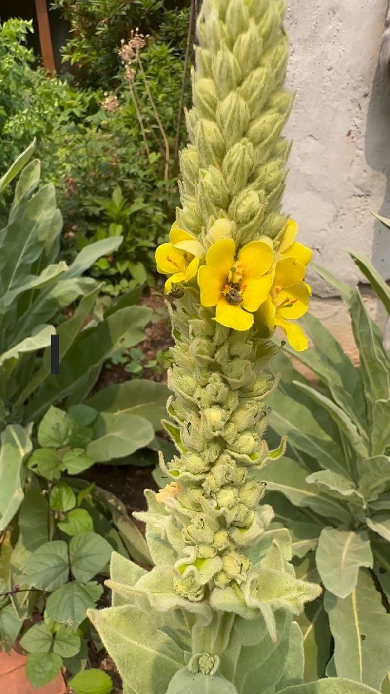 Mullein: The Velvet-Leafed Healer
