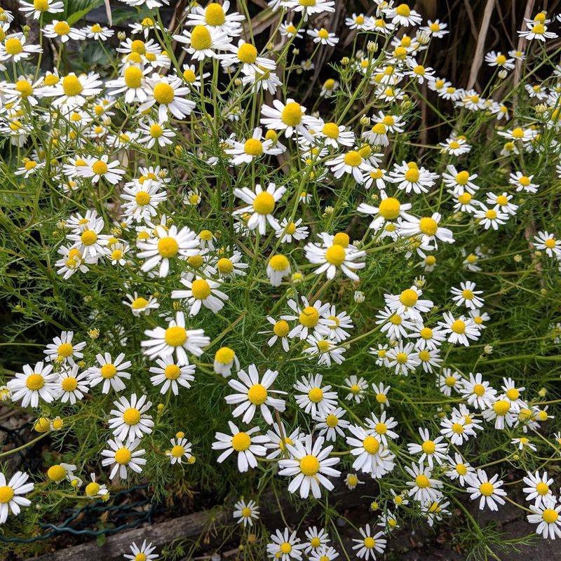 Chamomile: Tiny Daisies with Apple Notes