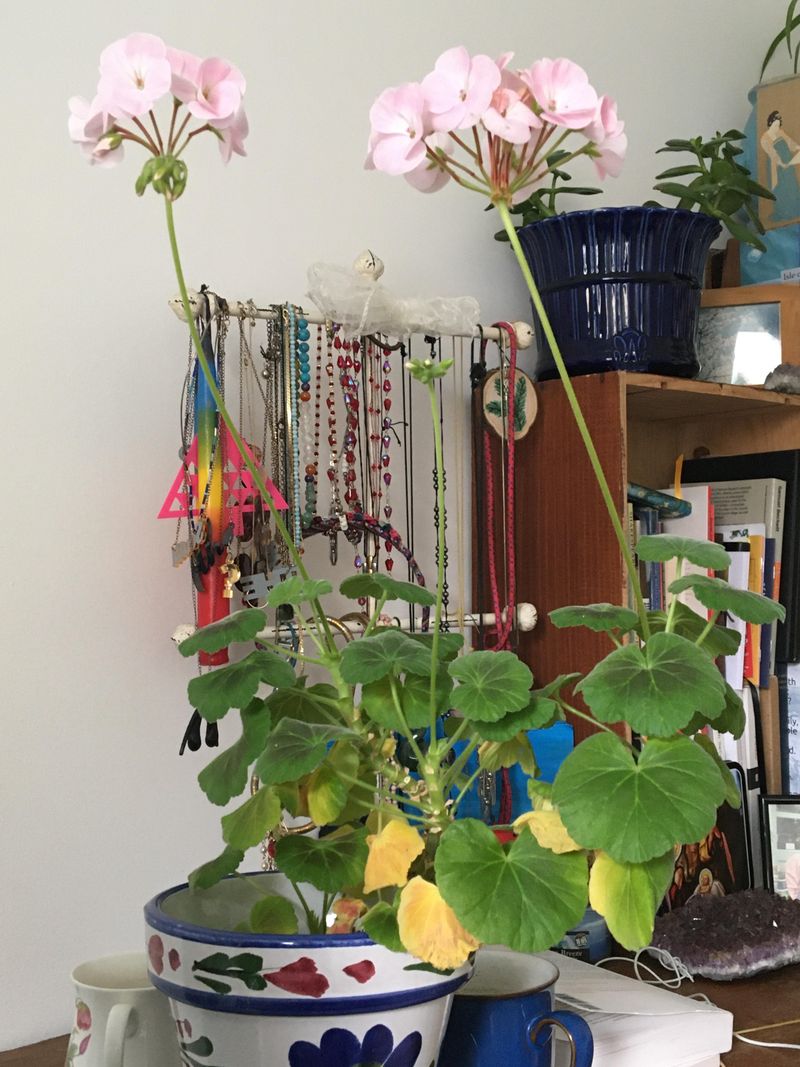 Transplant Shock