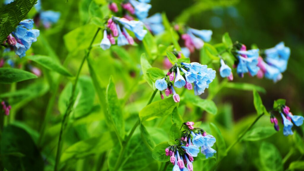 Virginia Bluebells