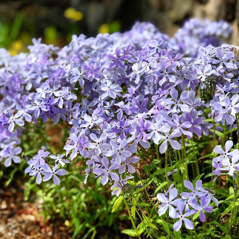 Woodland Phlox