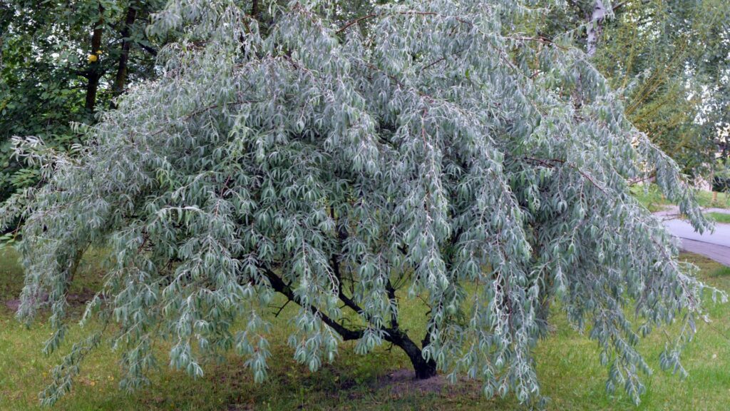 russian olive tree