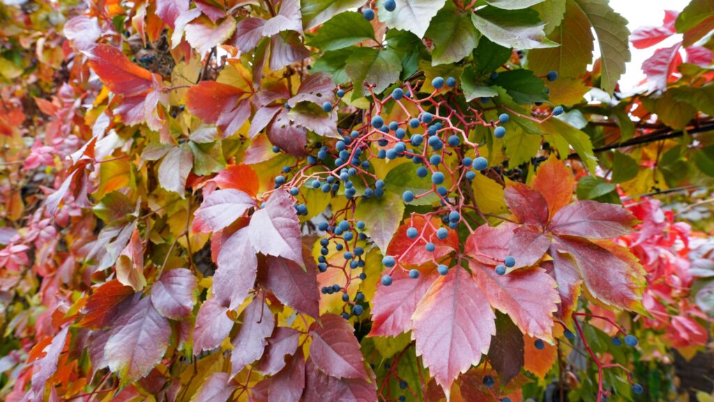virginia creeper plant