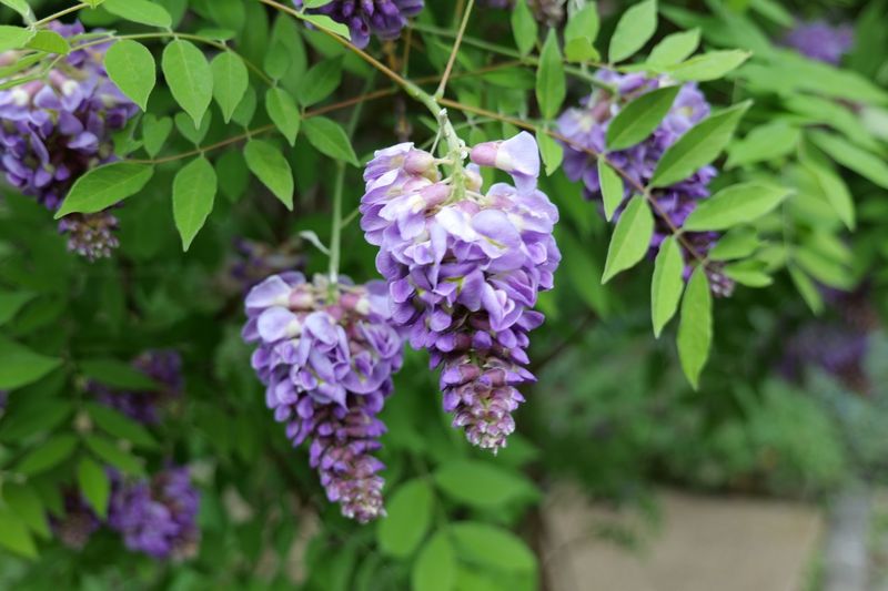 American Wisteria: The Well-Behaved Climber