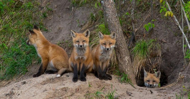 Wisconsin's Northwoods: Fox Haven