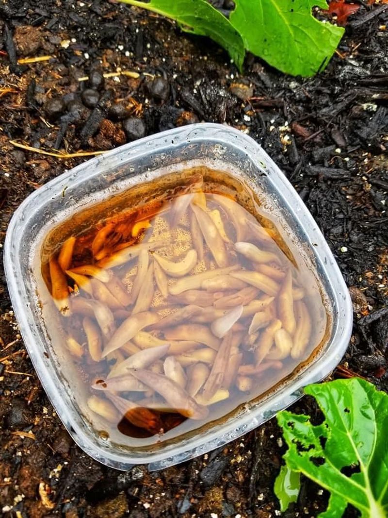 Beer Traps For Tomato Pests