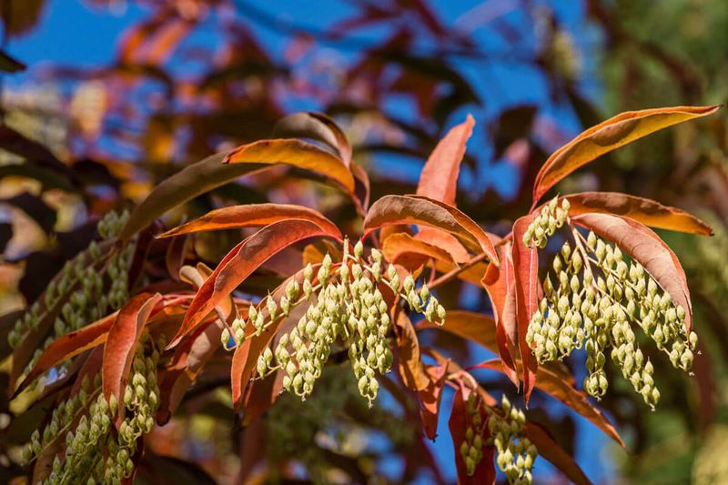 Sourwood