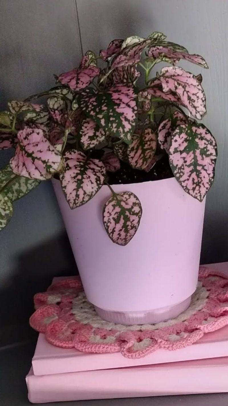 Playful Polka Dot Plants