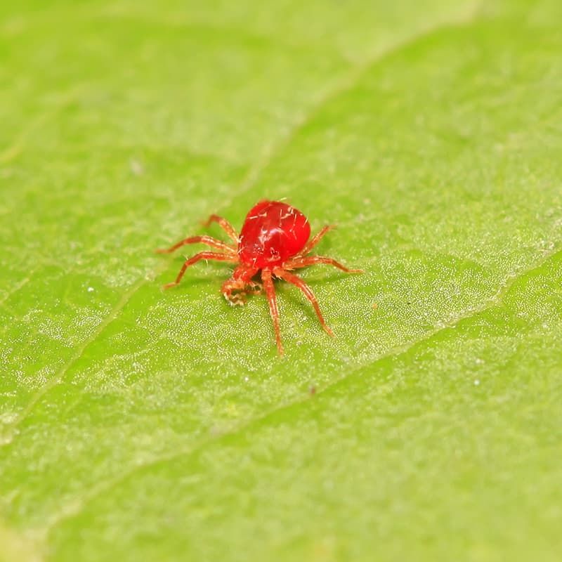 Web-Spinning Spider Mites