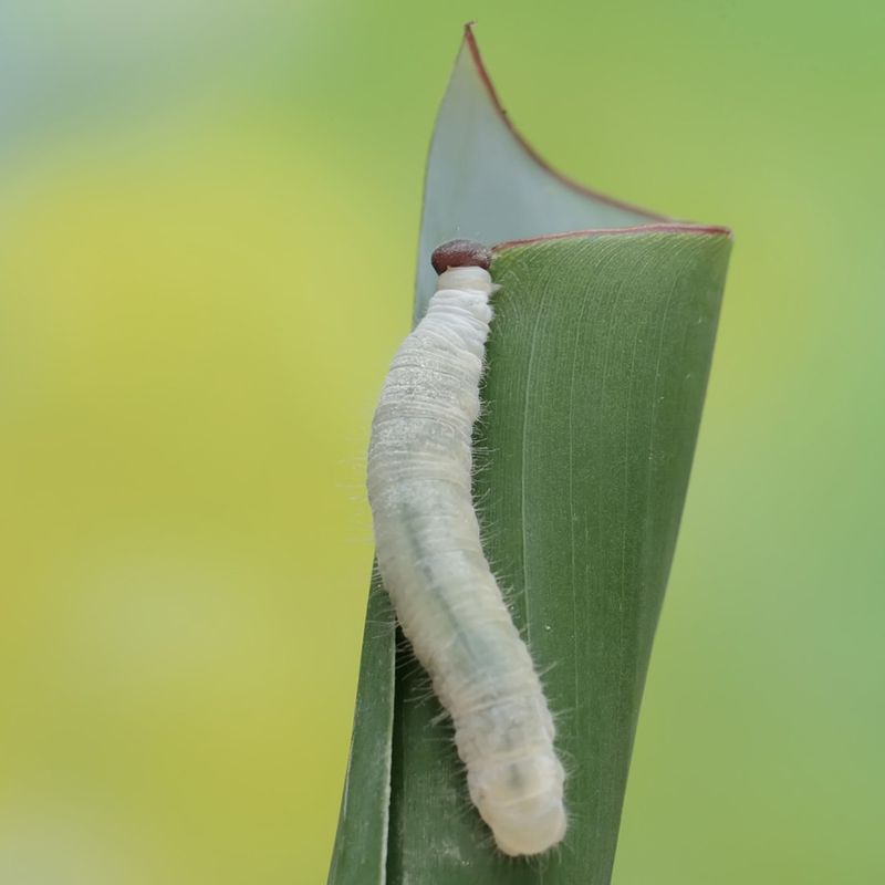 Hidden Damage Beneath Plants