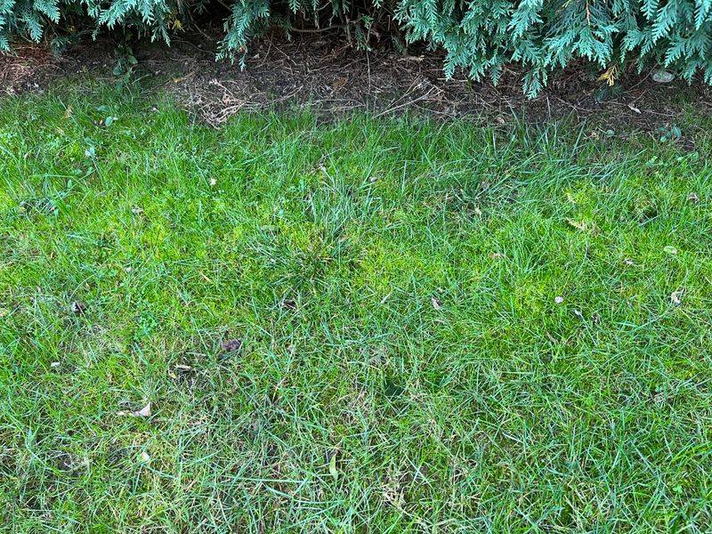 Mow When Grass Is Dry
