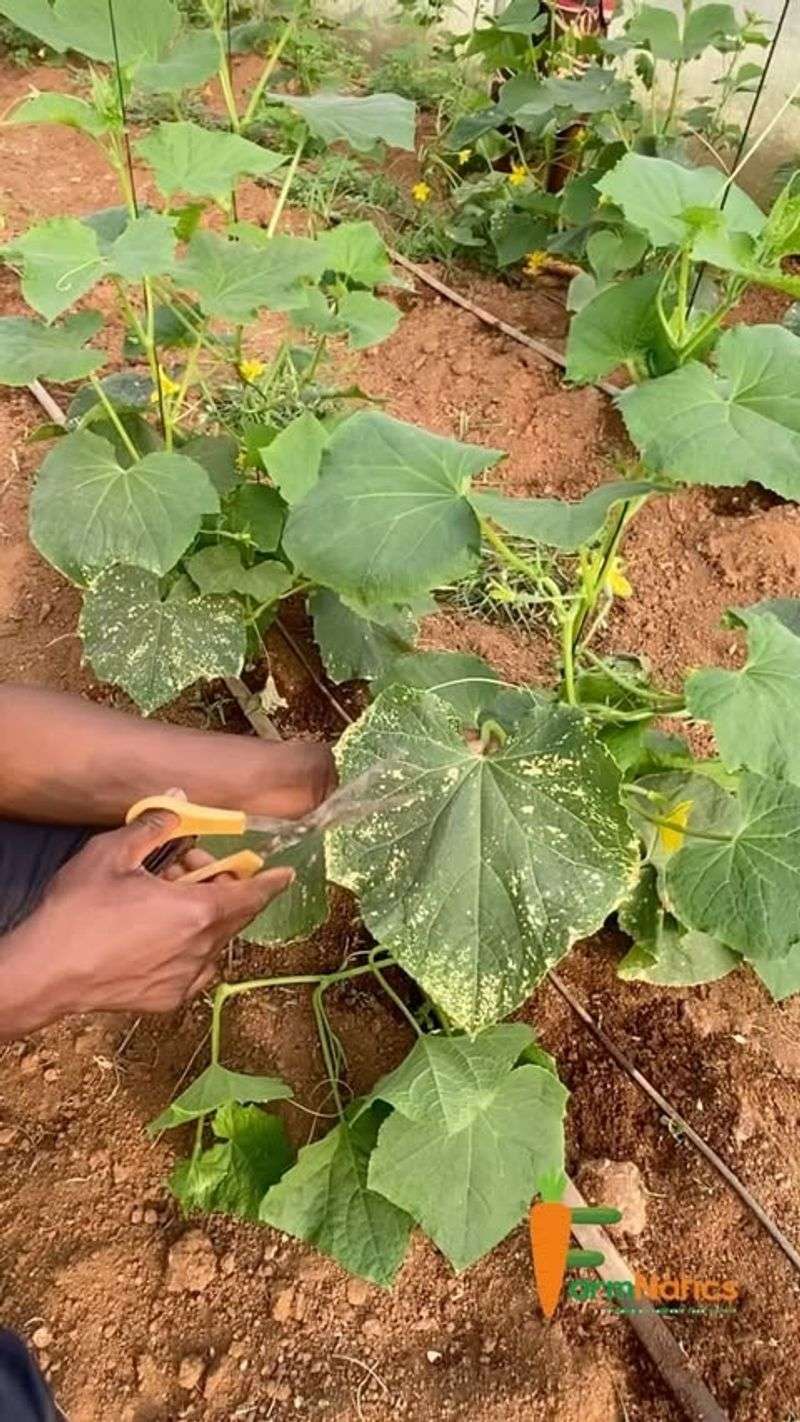 Remove Damaged Leaves First
