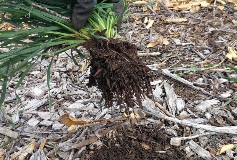 Leaving Roots Behind