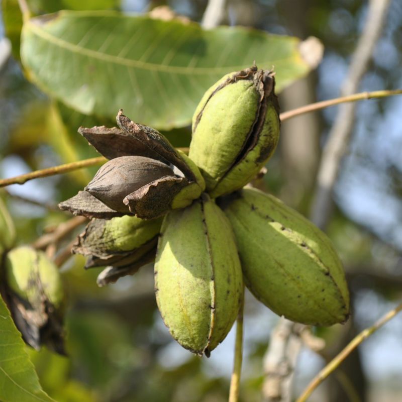 Pecans