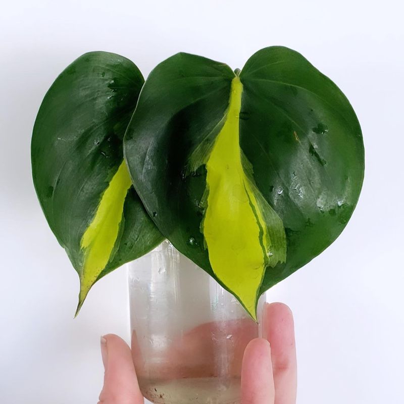 Philodendron
