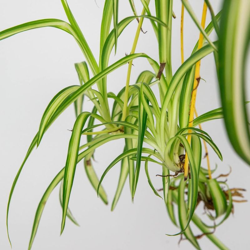 Spider Plant