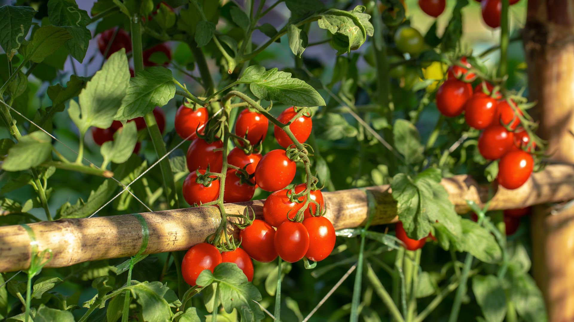 Want Bigger Tomatoes? Plant These 19 Friendly Crops Nearby