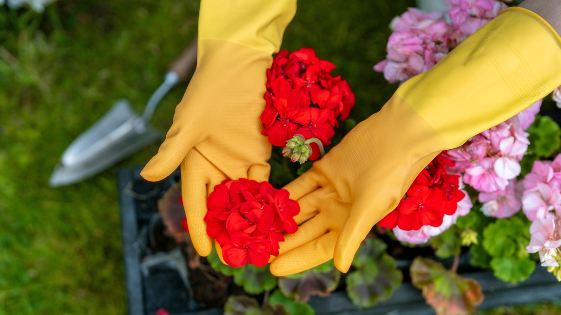 gardener holds a geranium flower