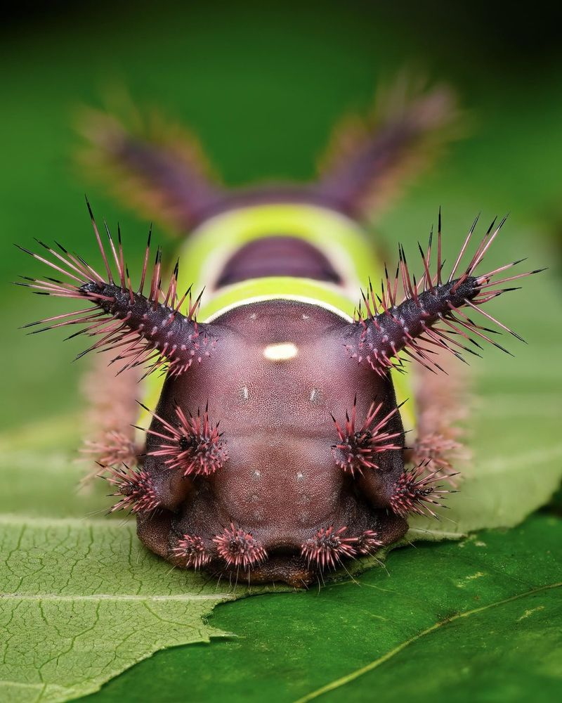 Saddleback Caterpillars