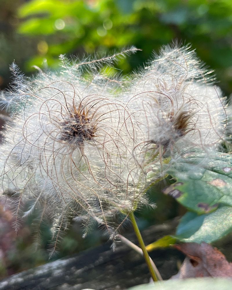 Save Seeds From Special Varieties