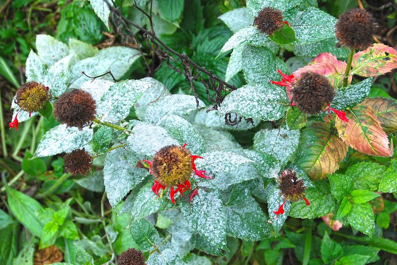 Deadheading Prevents Disease Spread