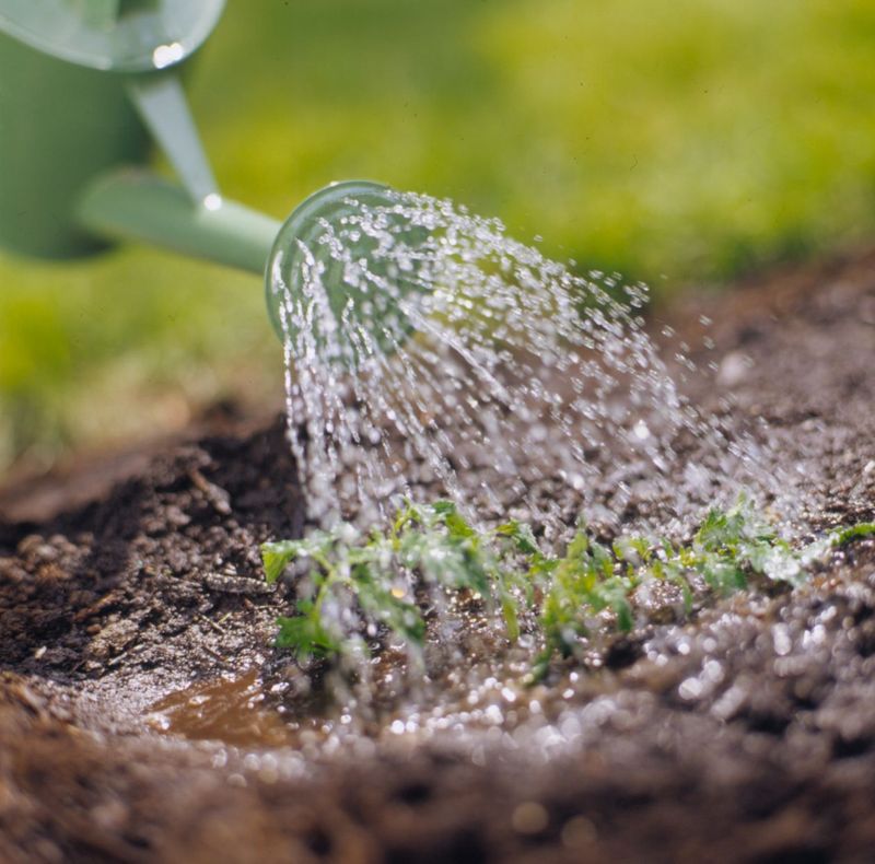 Keep Soil Consistently Moist