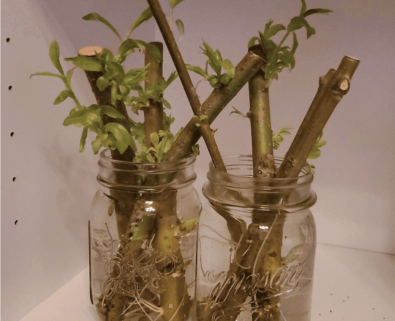 Transplant When Ready