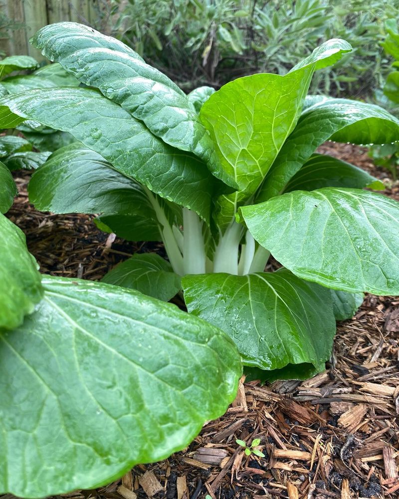 Harvest Outer Leaves