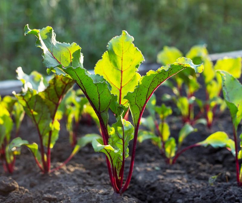 Control Weeds Early