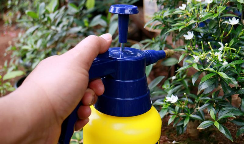 Foliar Feed For Quick Results